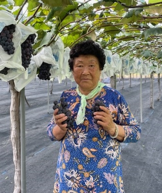 ▲ ‘2023 영동 포도왕’ 선발에서 김애근 씨가 최우수상을 수상했다.ⓒ영동군