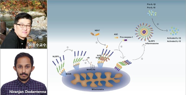 ▲ 충남대는 22일 수의학과 이종수 교수팀이 아주대 조혜성 교수팀과 함께 유비퀴틴 E3 효소인 ‘MARCH5’와 인플라마좀과의 새로운 분자적 상호기전을 규명했다고 밝혔다.ⓒ충남대