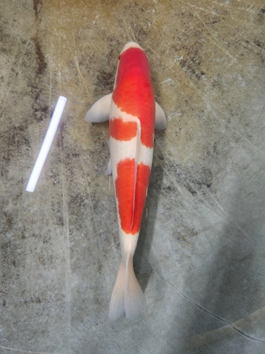 ▲ 충북도가 출품한 비단잉어가 ‘2023 한국관상어산업박람회’에서 금상을 수상했다.사진은 금상을 받은 비단잉어와 같은 개체.ⓒ충북도