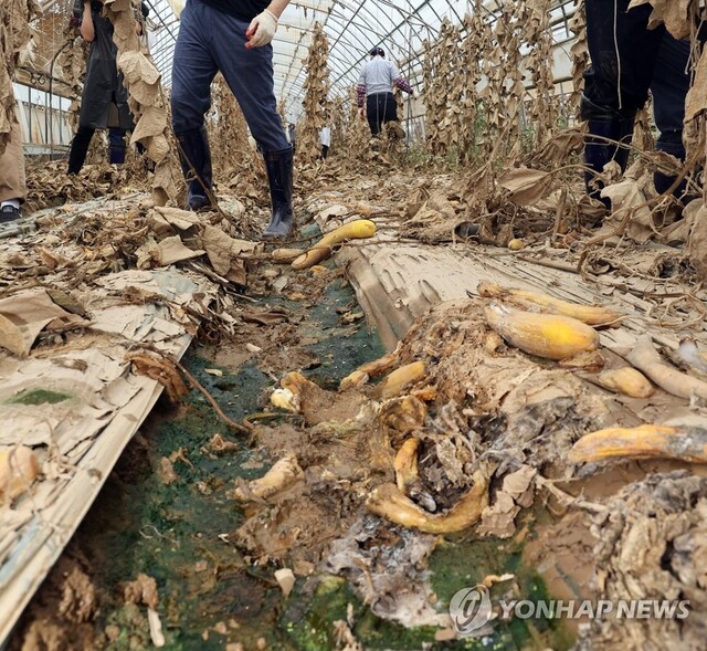▲ 집중호우 피해 농가.ⓒ연합뉴스