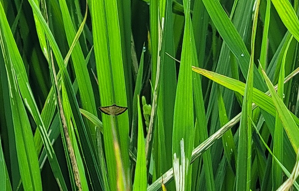 ▲ 혹명나방(성충).ⓒ공주시