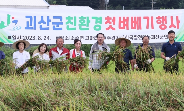 ▲ 괴산군 고마리 허연규씨 논에서 충북도내 첫 벼 베기가 있었다.ⓒ괴산군