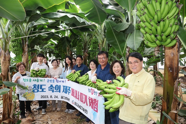 ▲ 김하수 청도군수는 지난 24일 청도군 각북면에 위치한 꿈그린농원(대표 조병진)을 방문하여, 청도군 유망 아열대 작물 재배단지의 바나나 첫 수확을 체험·격려했다.ⓒ청도군