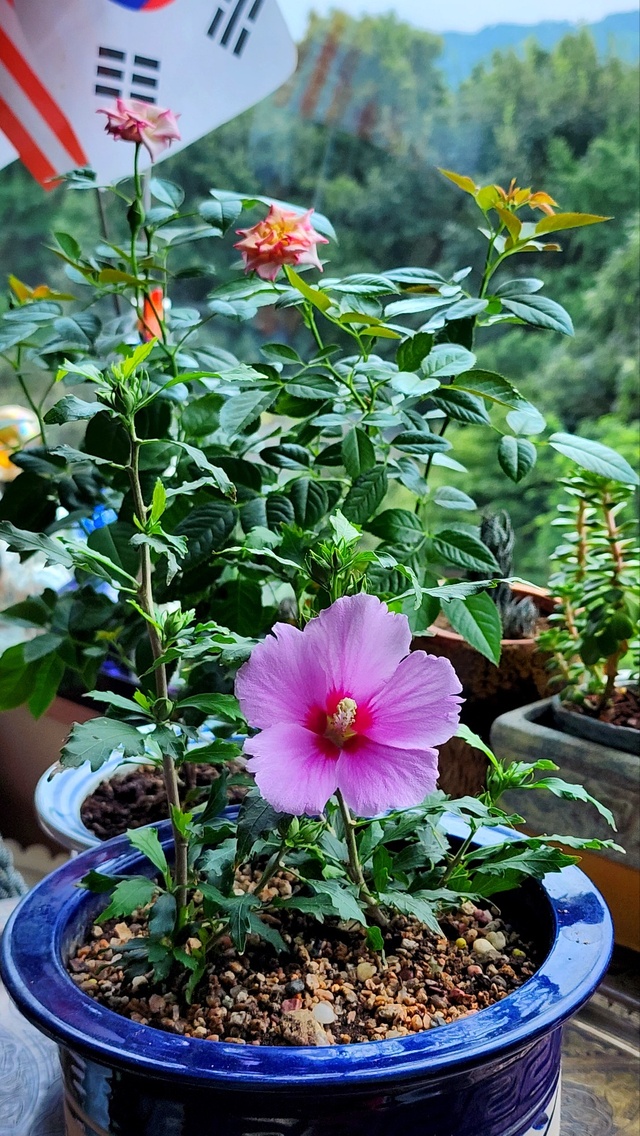 ▲ 무궁화 꼬마 ⓒ