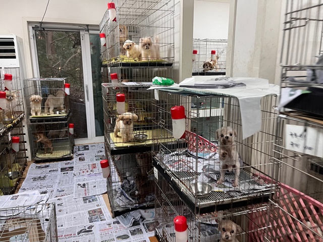 ▲ 경기 화성시의 한 개 번식장에 강아지들이 3단으로 쌓인 케이지에 갇혀있다. ⓒ코리안독스 제공