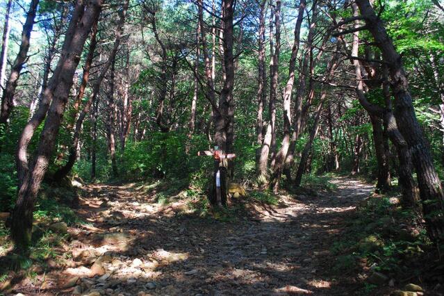 ▲ 소나무 숲길에서 만난 석문봉과 옥양봉의 갈림길.ⓒ진경수 山 애호가