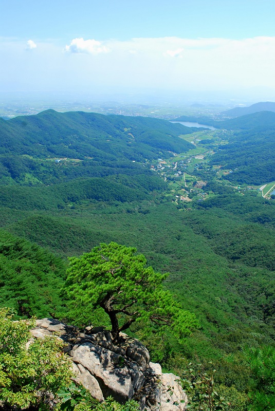 ▲ 옥양봉에 계단을 하행하면서 바라본 소나무.ⓒ진경수 山 애호가