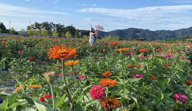 ▲ 안동문화관광단지 백일홍 군락지 전경.ⓒ경북관광공사