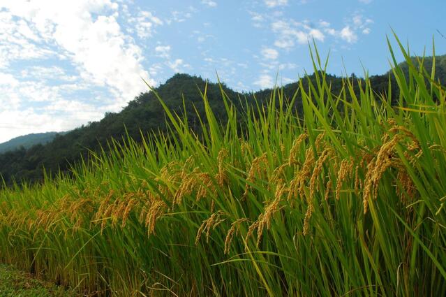 ▲ 가을을 채근하는 누런빛의 벼 이삭.ⓒ진경수 山 애호가