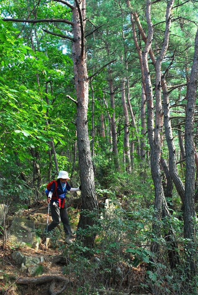 ▲ 신동봉에서 12폭포 계곡으로 하행하는 소나무 군락지.ⓒ진경수 山 애호가