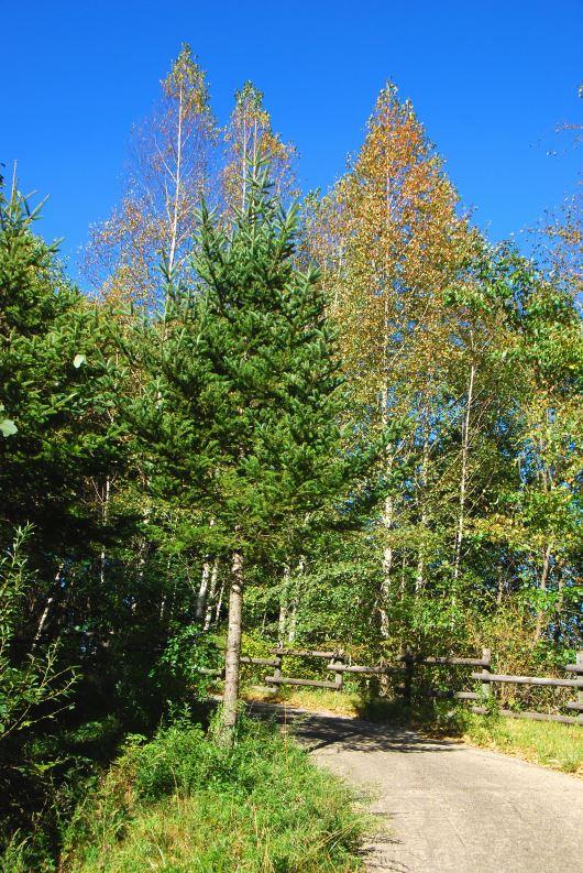 ▲ 민주지산을 오르는 임도길.ⓒ진경수 山 애호가