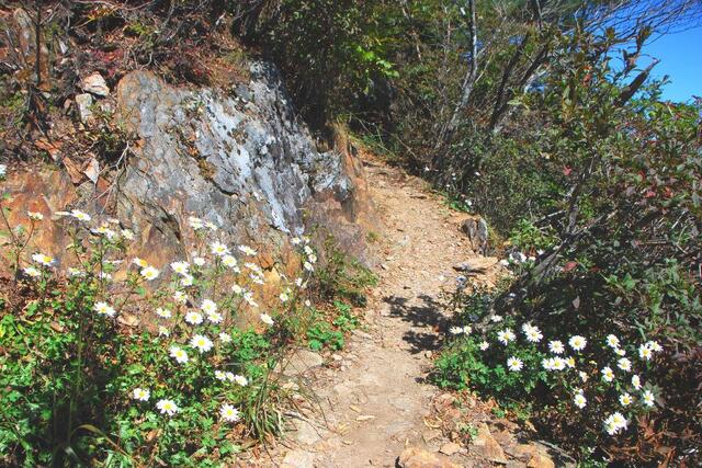 ▲ 가을 내음이 물씬 풍기는 산길.ⓒ진경수 山 애호가
