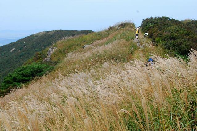 ▲ 오서산 억새 능선.ⓒ진경수 山 애호가