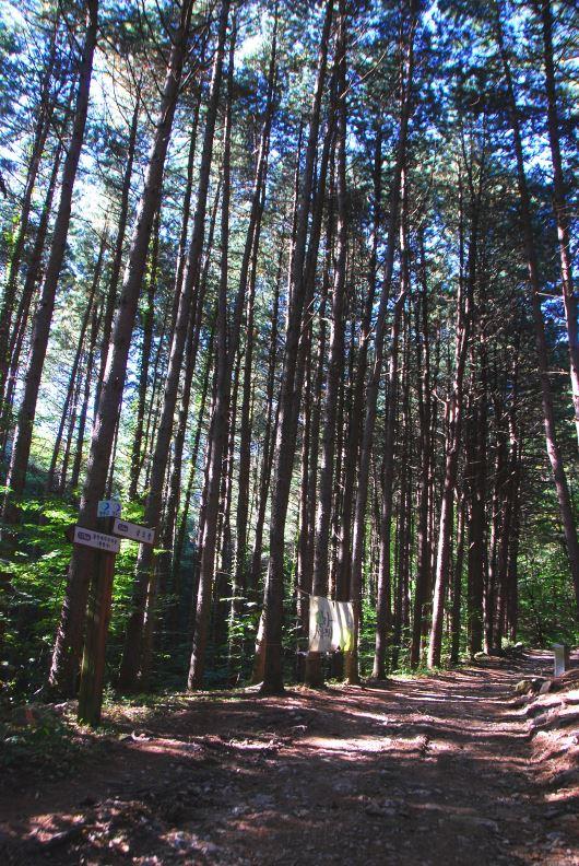 ▲ 잣나무 숲길.ⓒ진경수 山 애호가