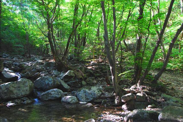 ▲ 계곡을 끼고 오르는 등산로.ⓒ진경수 山 애호가