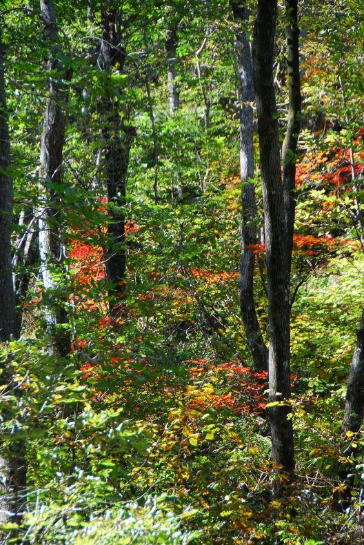 ▲ 민주지산 제3분기점을 오르는 계단에서 바라본 단풍.ⓒ진경수 山 애호가