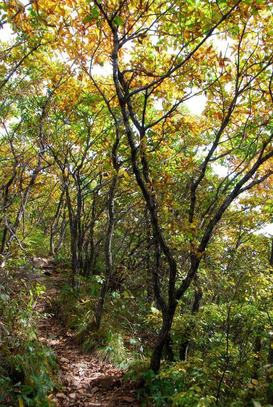 ▲ 가을옷으로 갈아입는 참나무 숲길.ⓒ진경수 山 애호가