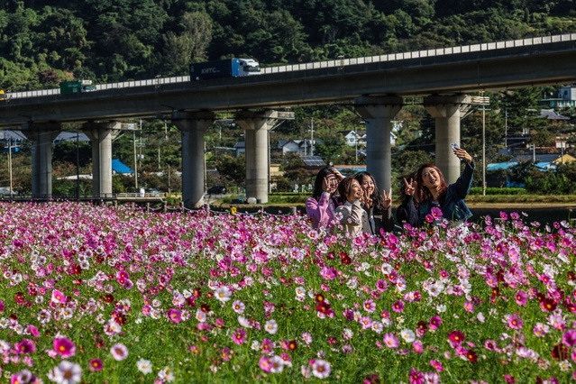 ▲ 청도군(군수 김하수) 청도읍은 코스모스 꽃밭으로 최근 새롭게 주목받고 있다.ⓒ청도군