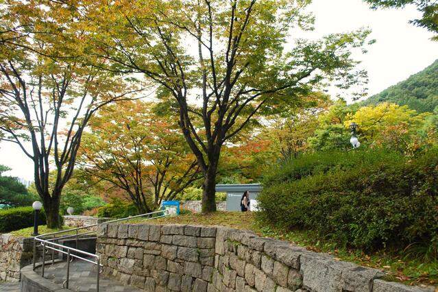 ▲ 단풍이 물들기 시작한 국립청주박물관.ⓒ진경수 山 애호가