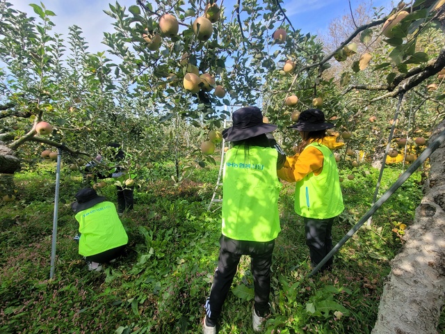 ▲ 경북농협(본부장 윤성훈)은 11일 수확기를 맞이해 일손이 부족한 문경 관내 사과 농가를 찾아 농촌일손돕기를 실시했다.ⓒ경북농협