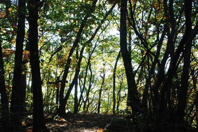 ▲ 군자산과 소금강 갈림길 능선.ⓒ진경수 山 애호가