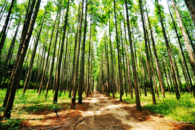 ▲ 최우수상을 수상한 영덕 메타세콰이어숲.ⓒ경북도