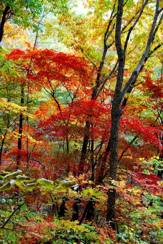 ▲ 눈길을 끄는 원색의 단풍.ⓒ진경수 山 애호가