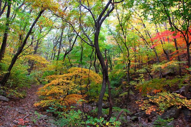 ▲ 계곡의 숲이 빚어낸 가을 정취.ⓒ진경수 山 애호가