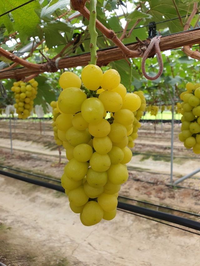 ▲ 경북도 육성 신품종 포도 ‘골드스위트’.ⓒ경북도