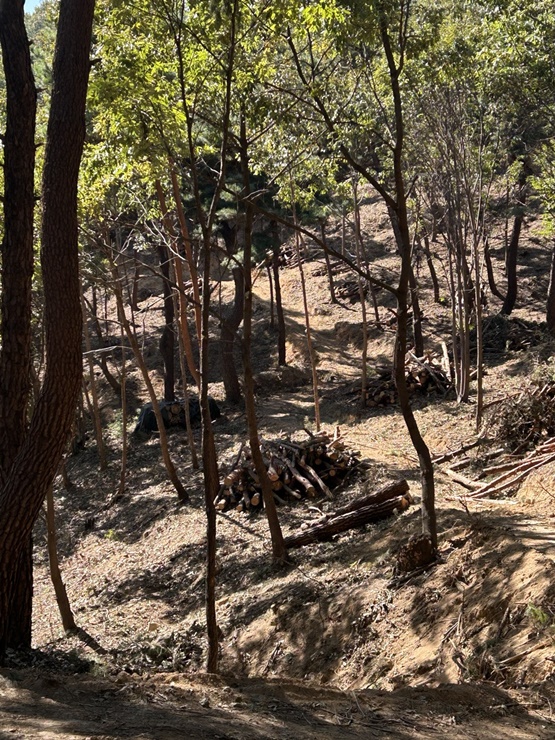 ▲ 성주군(군수 이병환)은 6억5000만 원을 들여 한개마을을 비롯한 문화재 보호구역 및 생활권 주변 산림에 산불예방 숲가꾸기 사업을 추진한다.ⓒ성주군