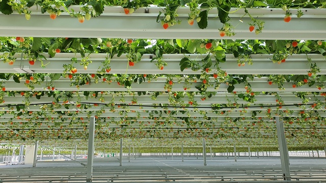 ▲ 경북도는 농림축산식품부가 주최하고 올해 처음 도입해 평가한 농업시설원예분야 중앙평가에서 1위를 수상했다. 사진은 딸기시설원예.ⓒ경북도