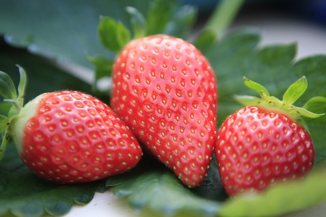 ▲ 논산에서 생산된 딸기.ⓒ논산시