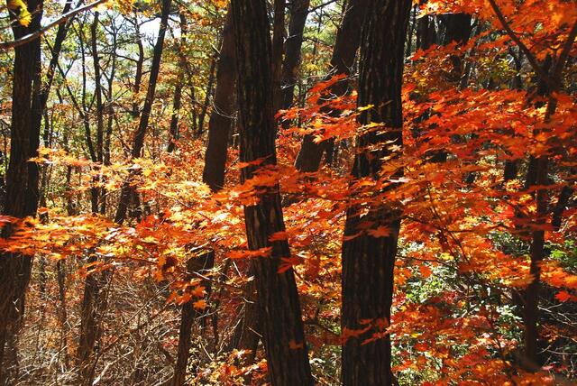 ▲ 남군자산의 단풍.ⓒ진경수 山 애호가