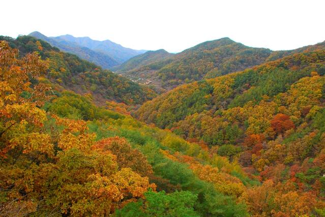 ▲ 마당바위와 연리지 사이에 있는 조망바위에서 바라본 용세골 단풍.ⓒ진경수 山 애호가