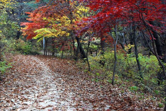 ▲ 등산로입구로 이어지는 임도의 단풍.ⓒ진경수 山 애호가