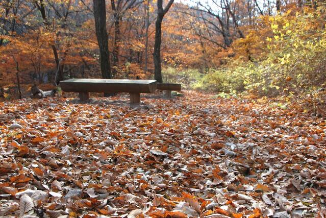 ▲ 가을이 깊어가면서 전국의 산이 ‘만산홍엽(滿山紅葉)’으로 붉게 물들어가고 있다. 사진은 충북 괴산군 희향산의 낙엽이 덮인 등산로가 아름답다.ⓒ진경수 山 애호가