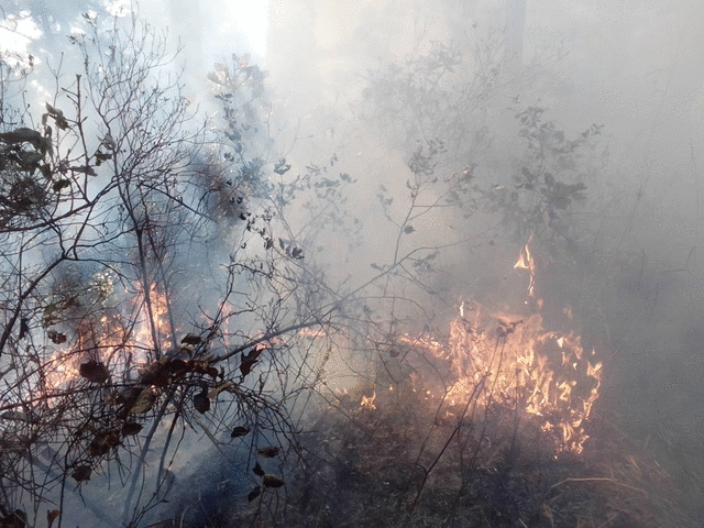 ▲ 13일 오후 1시 25분쯤 발생한 충남 서산산불 현장.ⓒ산림청