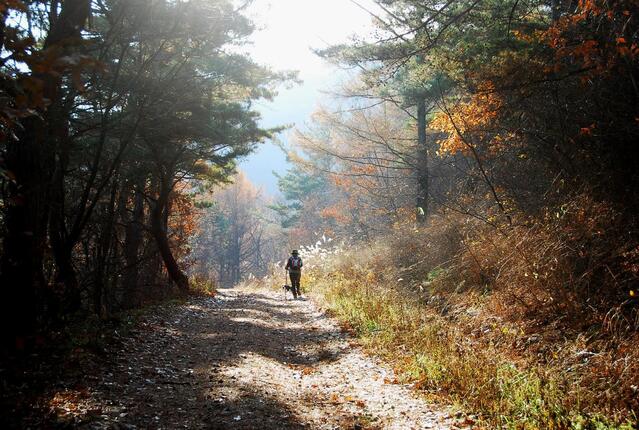 ▲ 금단산고개로 이어지는 임도.ⓒ진경수 山 애호가