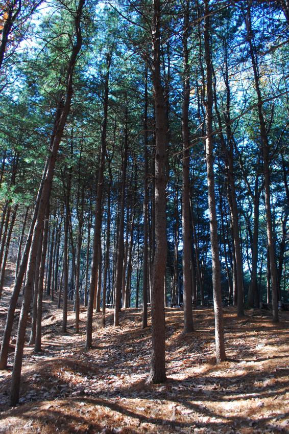 ▲ 보문산의 송림구간.ⓒ진경수 山 애호가