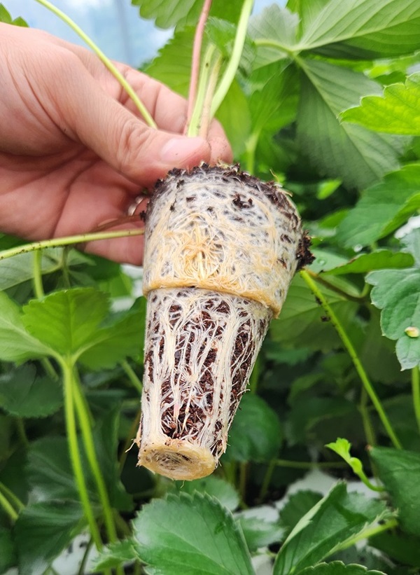 ▲ 딸기 삽목육묘.ⓒ논산시