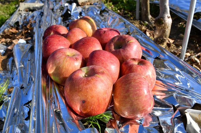 ▲ 영주시는 15일까지 우박피해 재난지원금을 지급 완료한다. 
 사진은 우박피해 사과.ⓒ영주시