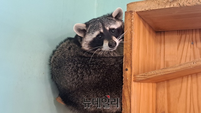 ▲ 14일 서울 마포구의 한 야생동물 카페에서 라쿤이 휴식을 취하고 있다. ⓒ황지희 기자