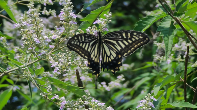 ▲ 호랑나비.ⓒ세종시