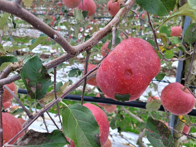 ▲ 이번 우박은 이례적으로 10월 말에 내렸으며 수확기를 앞두고 있는 과수(200ha)와 배추(50ha)에 상당한 피해가 발생했다.ⓒ영양군