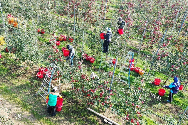 ▲ 청송군(군수 윤경희)은 1월 31일까지 2024년 청년농업인 영농정착지원사업, 후계농업경영인 지원사업 대상자를 모집한다.ⓒ청송군