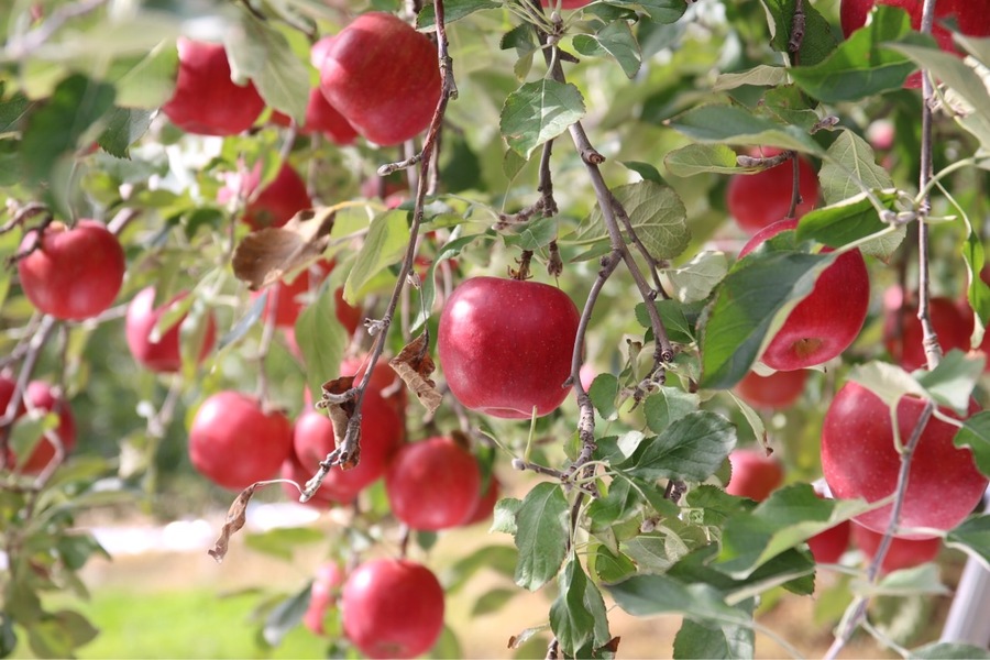 ▲ 문경사과.ⓒ문경시