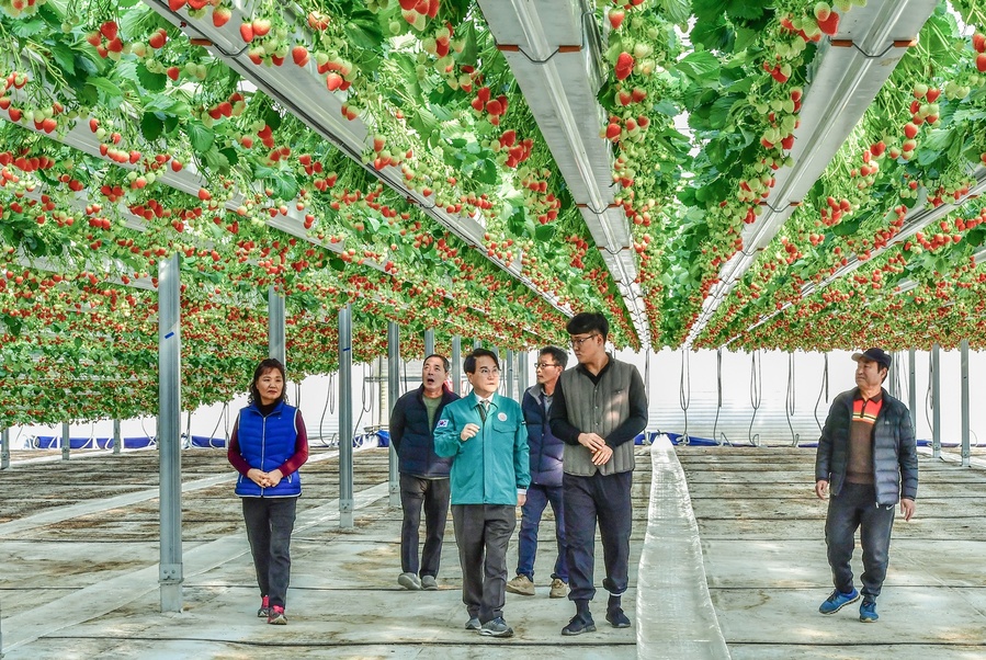 ▲ 김하수 청도군수는 12일 맛과 향이 뛰어난 명품 청도딸기의 본격적인 출하를 앞두고, 청도읍 사촌리 소재 하이베드 딸기 재배농가를 방문해 격려했다.ⓒ청도군