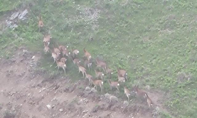 ▲ 전남 영광군 안마도에 무단 유기돼 개체수가 수백마리로 불어난 사슴들. ⓒ국민권익위원회