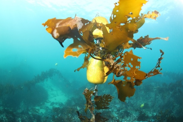 ▲ 해조류를 이식한 인공어초의 모습. ⓒ뉴시스