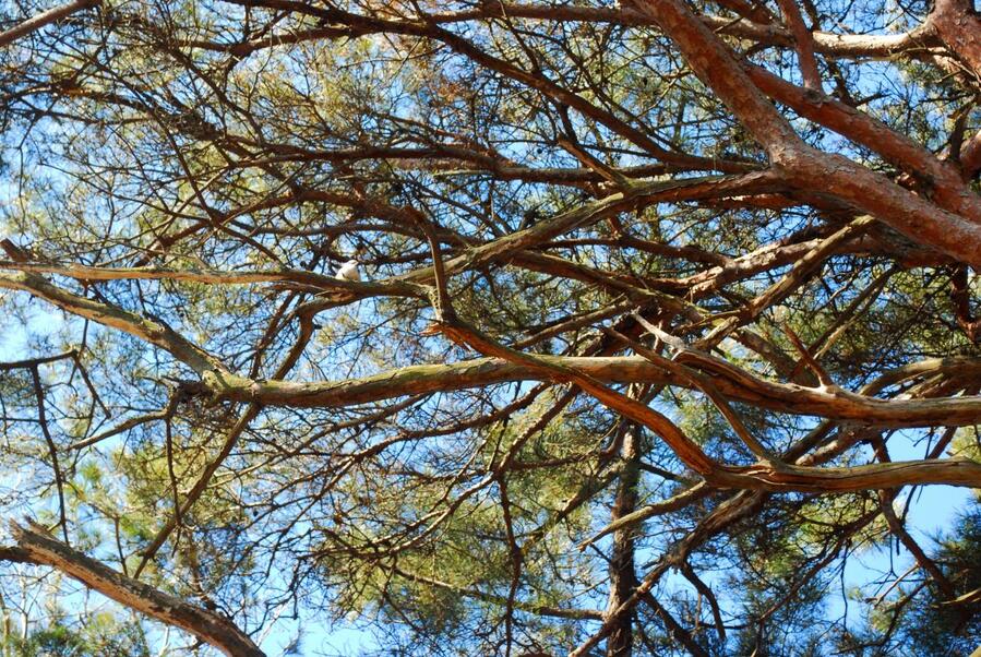▲ 소나무 가지에 앉은 새.ⓒ진경수 山 애호가